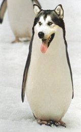 user_avatar